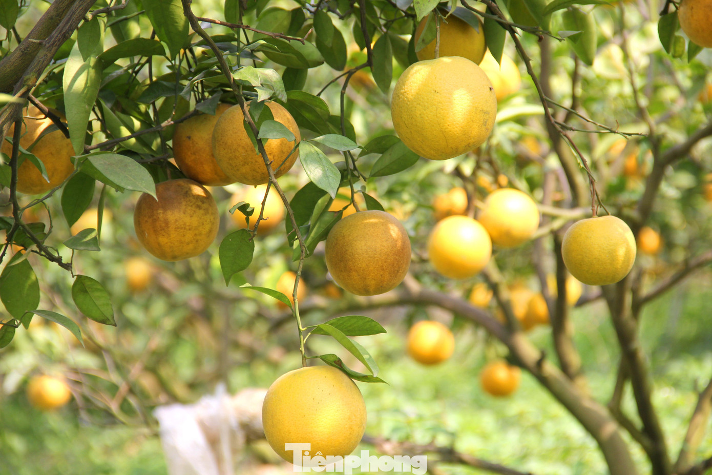 Theo người dân địa phương, nhờ thời tiết thuận lợi, không có bão lũ nên năm nay cam Xã Đoài được mùa, ít bị rụng quả hơn so với những năm trước. Hiện cam Xã Đoài được bán tại vườn với giá 70.000-80.000 đồng/quả. Theo người dân địa phương, nhờ thời tiết thuận lợi, không có bão lũ nên năm nay cam Xã Đoài được mùa, ít bị rụng quả hơn so với những năm trước. Hiện cam Xã Đoài được bán tại vườn với giá 70.000-80.000 đồng/quả.