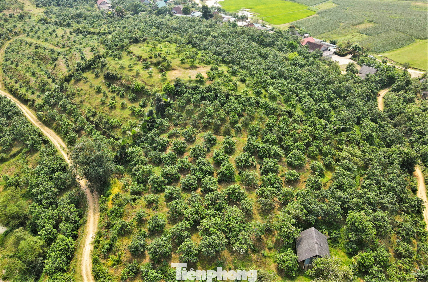 Hương Khê hiện có hơn 2.000 ha bưởi Phúc Trạch. Năm 2002, Bộ Nông nghiệp và Phát triển nông thôn công nhận bưởi Phúc Trạch là một trong 7 loại cây ăn quả quý hiếm cấm xuất khẩu giống. Năm 2004, Cục Sở hữu trí tuệ - Bộ Khoa học và Công nghệ cấp giấy chứng nhận đăng ký sản phẩm nhãn hiệu hàng hóa. Năm 2010, bưởi Phúc Trạch được cấp văn bằng bảo hộ chỉ dẫn địa lý Phúc Trạch.