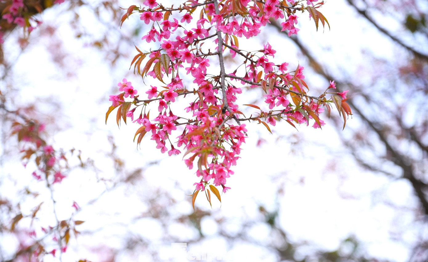 Những bông hoa khoe sắc xuân.