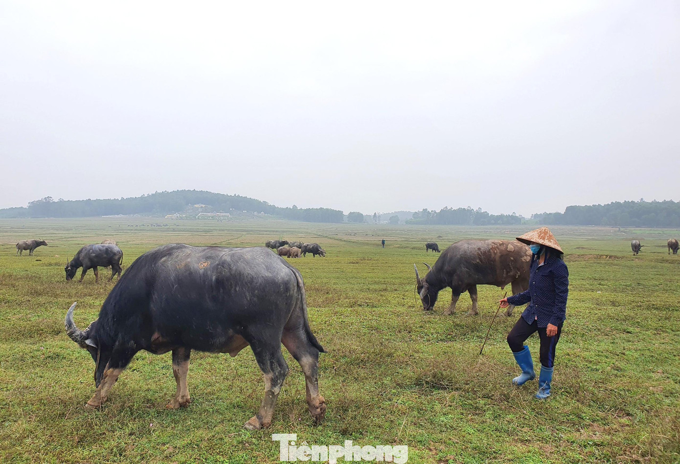 Bà Phương (55 tuổi, trú xã Đại Sơn) nói rằng đã không ít lần đàn trâu mới về đi lạc đường, bà phải huy động người thân đi tìm xuyên đêm. Không những mất thời gian nhưng bà Phương cùng "đồng nghiệp" sợ nhất chính là bị chủ bắt đền, sợ mang tiếng không chuyên nghiệp sẽ mất việc. Bởi vậy, bà bảo rằng dẫu có căng mắt cả trưa thì cũng phải ráng.