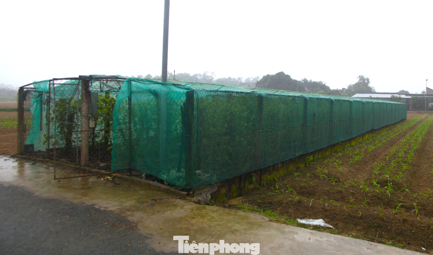 Thời cao điểm, xã Nghi Ân có cả trăm hộ dân trồng cây trầu không. Tuy nhiên do cây kén khó trồng, cộng với việc ảnh hưởng của dịch bệnh COVID-19, thị trường xuất khẩu kém nên diện tích trồng ở xã Nghi Ân đã bị thu hẹp lại. Hiện chỉ còn 50 hộ dân trồng rải rác trên địa bàn xã.