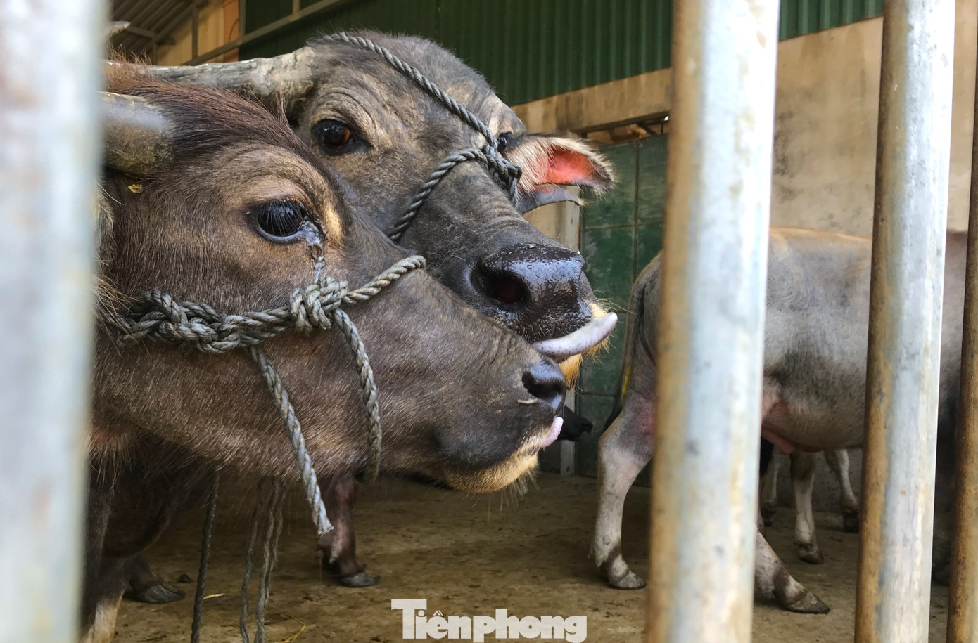 Ông Nguyễn Cảnh Lâm - Chủ tịch UBND xã Đại Sơn (huyện Đô Lương, tỉnh Nghệ An) cho biết: Toàn xã có khoảng 650 hộ làm nghề mua bán trâu bò. Trong đó có khoảng 300 hộ làm nghề chuyên nghiệp số lượng lớn, khoảng 300 hộ làm bán chuyên nghiệp với số lượng ít hơn. Nghề này ngày càng phát triển và tạo công ăn việc làm cho hàng ngàn lao động của địa phương.