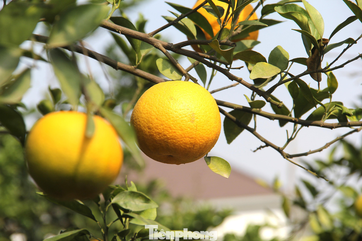“Năm nay khách đến mua cam sớm hơn nhiều so với những năm trước. Có thể vì dịch nên họ tranh thủ mua gửi làm quà biếu sớm, cận Tết lỡ dịch bùng phát mạnh lại không gửi được”, ông Thọ cho biết. “Năm nay khách đến mua cam sớm hơn nhiều so với những năm trước. Có thể vì dịch nên họ tranh thủ mua gửi làm quà biếu sớm, cận Tết lỡ dịch bùng phát mạnh lại không gửi được”, ông Thọ cho biết.