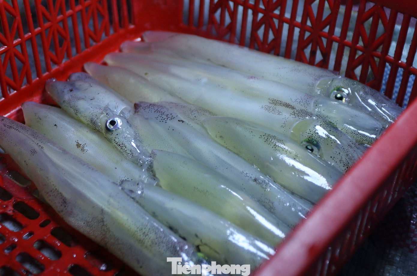 Các loại hải sản tại chợ Cồn Gò còn tươi rói, nhiều loại còn sống.