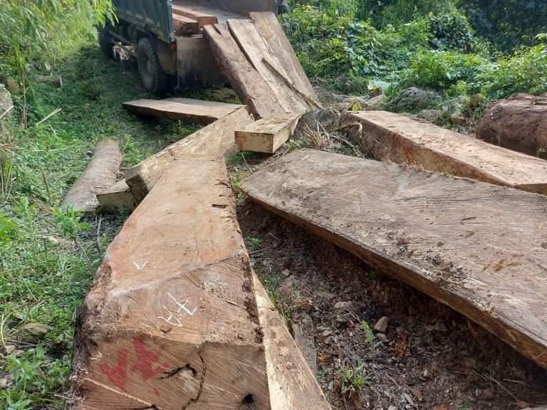 Những cây gỗ bị đốn hạ ở xã Nậm Cắn, huyện Kỳ Sơn, Nghệ An. Những cây gỗ bị đốn hạ ở xã Nậm Cắn, huyện Kỳ Sơn, Nghệ An.