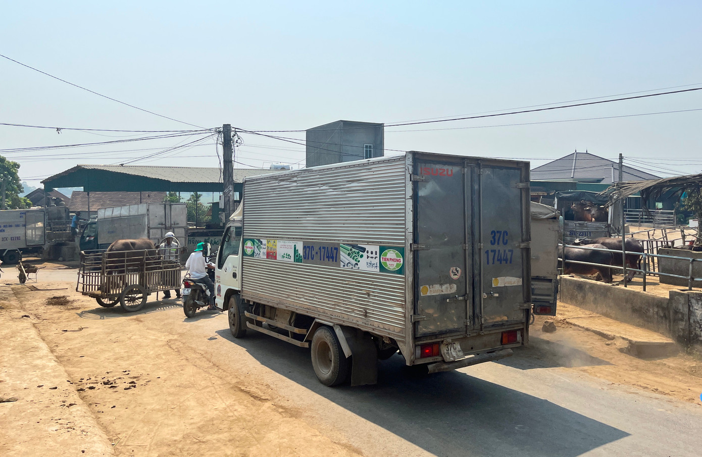 Xã Đại Sơn, huyện Đô Lương, tỉnh Nghệ An từ lâu được biết đến với phiên chợ Ú đặc biệt. Đây được xem là phiên chợ mua bán trâu, bò lớn nhất khu vực Bắc Trung Bộ. Những ngày này, thương lái tấp nập từ khắp nơi đánh xe tải thùng về đây để “tuyển hàng”.