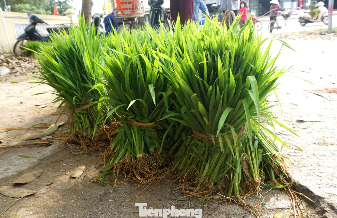 Những bó lúa non được buộc túm bằng sợi rơm, có giá từ 10.000-13.000 đồng mỗi bó. Bà Phạm Thị Mai (trú xã Vân Diên, huyện Nam Đàn) cho biết, tuy chợ chỉ họp một thời gian ngắn, nhưng vẫn đem lại một nguồn thu nhập khá cho người dân địa phương dịp sau Tết Nguyên đán. Những bó lúa non được buộc túm bằng sợi rơm, có giá từ 10.000-13.000 đồng mỗi bó. Bà Phạm Thị Mai (trú xã Vân Diên, huyện Nam Đàn) cho biết, tuy chợ chỉ họp một thời gian ngắn, nhưng vẫn đem lại một nguồn thu nhập khá cho người dân địa phương dịp sau Tết Nguyên đán.