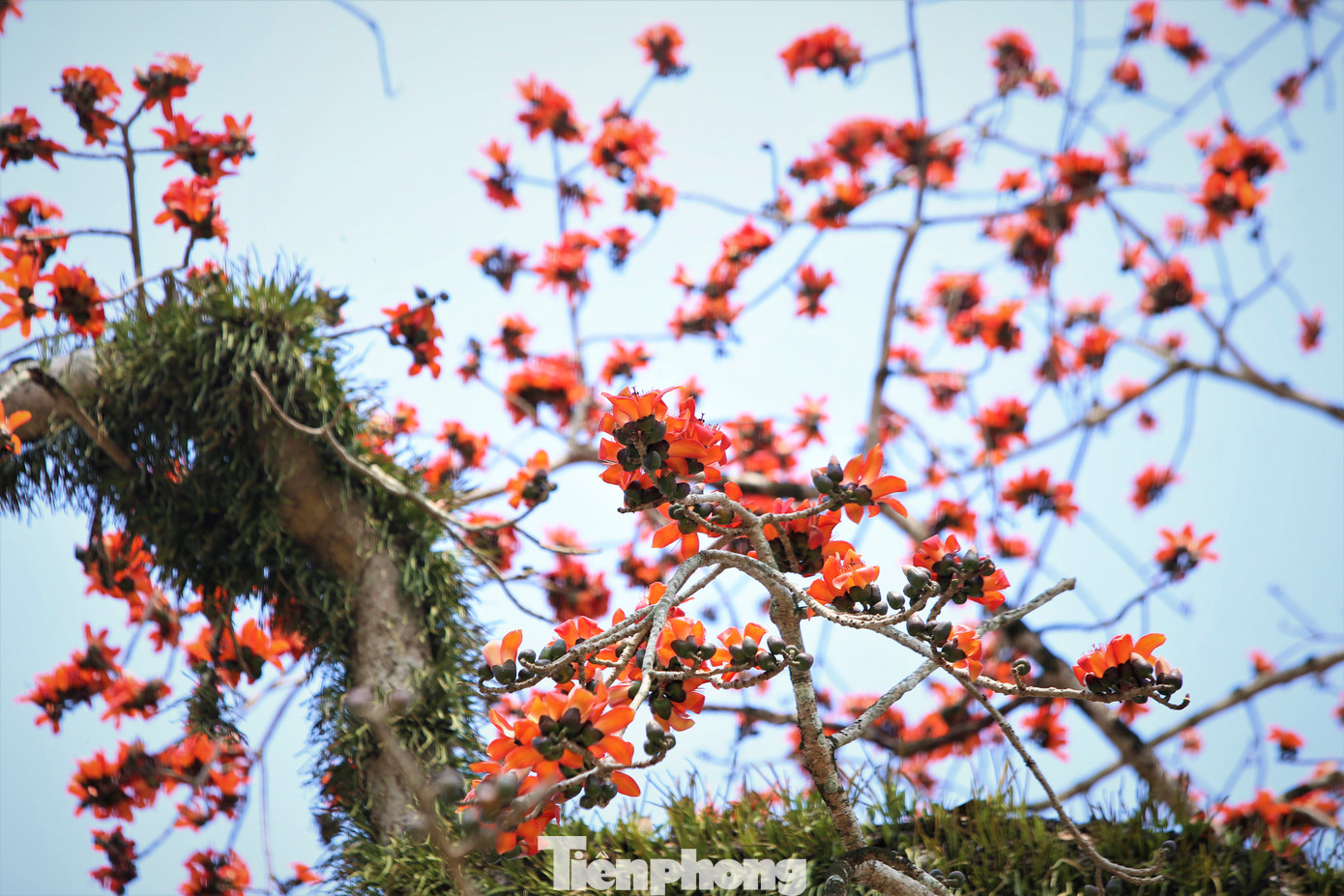 Ông Trần Đình Truyền - Chủ tịch UBND xã Thanh Nho (huyện Thanh Chương) cho biết, trước đây trên cây hoa gạo này có rất nhiều hoa lan ký sinh nên người dân sau đó đã lấy về trồng. Hiện, chính quyền đã cấm để bảo vệ cây.