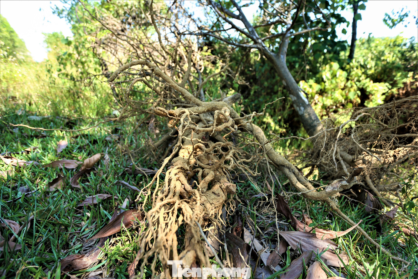 Tại một số vườn cam, nắng nóng khiến cây trồng kém phát triển, còi cọc và chết héo. Người trồng đành nhổ bỏ để trồng thay mới nhằm đảm bảo hiệu quả và sản lượng.