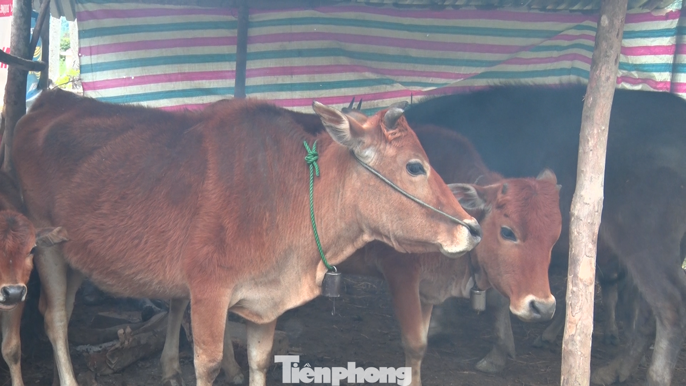 Đợt rét đậm này được cho là có cường độ mạnh nhất trong mùa đông năm nay, ở tại các vùng núi cao nguy cơ xảy ra băng giá, đi kèm theo đó là nỗi lo của người dân về những thiệt hại cho đàn vật nuôi. Đợt rét đậm này được cho là có cường độ mạnh nhất trong mùa đông năm nay, ở tại các vùng núi cao nguy cơ xảy ra băng giá, đi kèm theo đó là nỗi lo của người dân về những thiệt hại cho đàn vật nuôi.