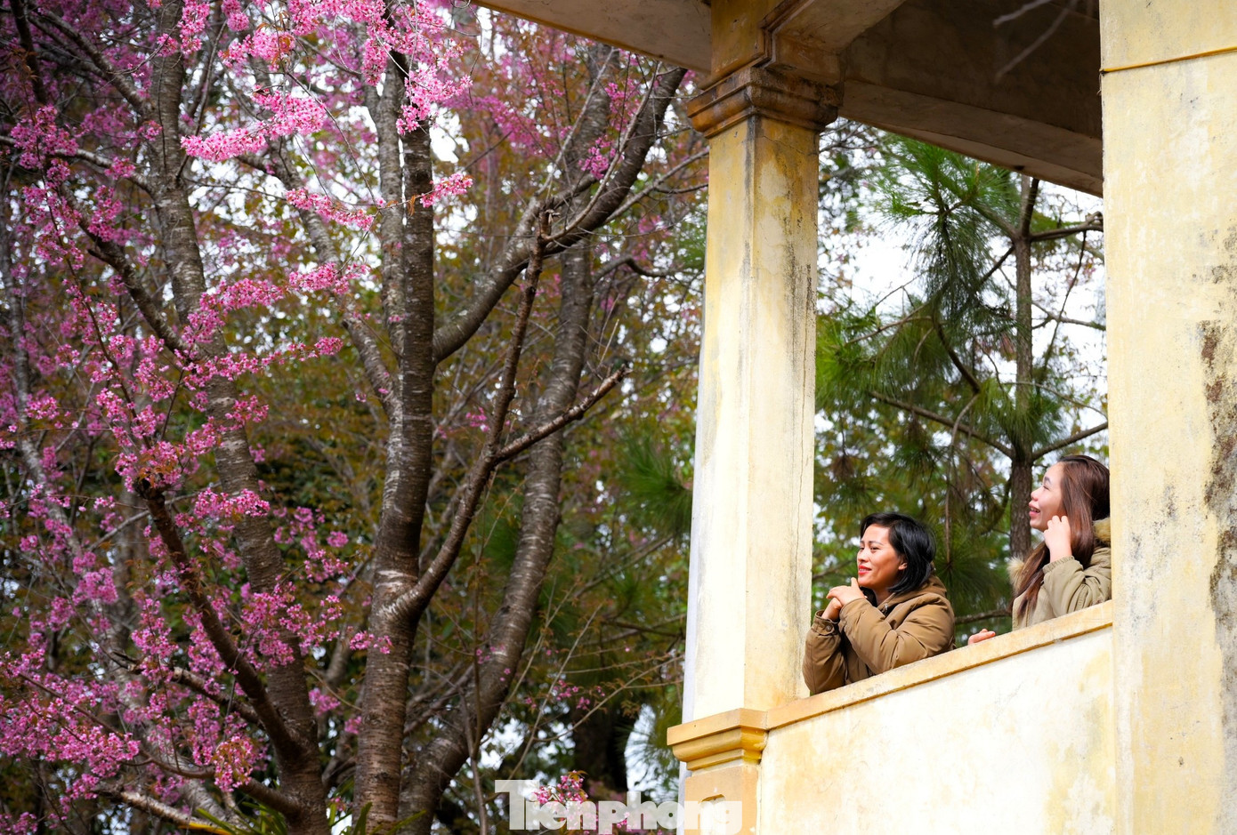 Đứng trong khuôn viên trường có thể ngắm gần những bông hoa anh đào rực rỡ.