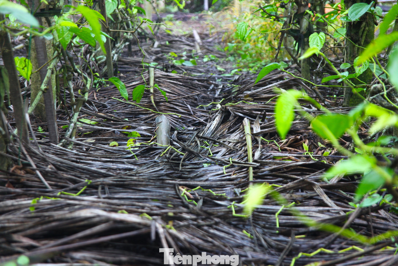 Để cây trầu không phát triển tốt, ông Thái phải làm hệ thống tưới nhỏ giọt ở gốc và dùng các loại lá cây dừa, rơm đắp vào gốc cây.
