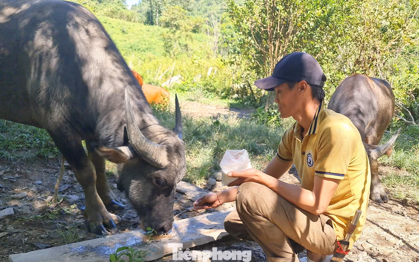 Anh Thoong bổ sung muối cho đàn gia súc của mình