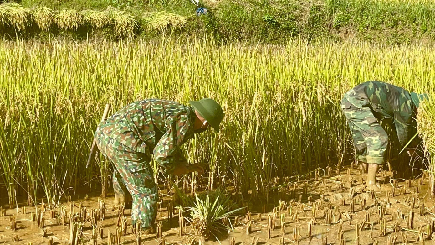 Chỉ trong một buổi sáng, nhiều thửa ruộng của người neo đơn và người có hoàn cảnh khó khăn đã được Bộ đội biên phòng giúp đỡ thu hoạch xong. Chỉ trong một buổi sáng, nhiều thửa ruộng của người neo đơn và người có hoàn cảnh khó khăn đã được Bộ đội biên phòng giúp đỡ thu hoạch xong.