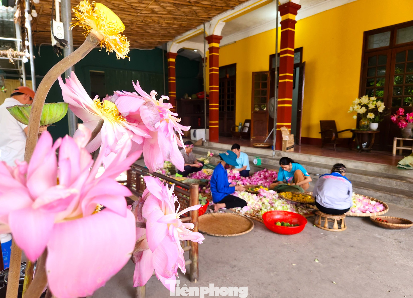 Ban đầu từ những đầm sen nhỏ lẻ, hiện anh Tiến đã có riêng 30ha đầm sen và liên kết với những hộ dân khác trồng thêm 40ha sen để phục vụ sản xuất các sản phẩm từ hoa sen.