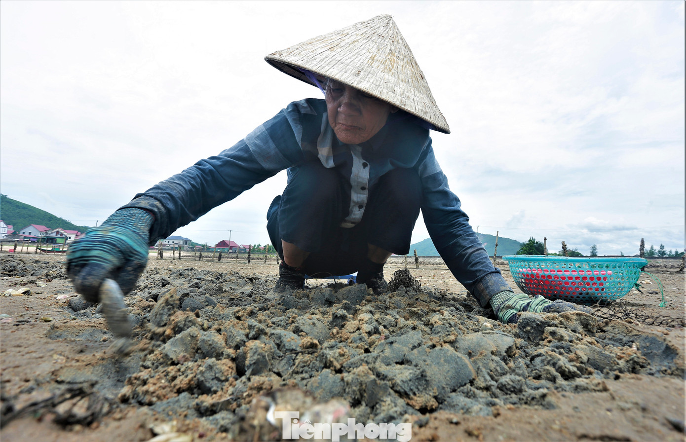Dụng cụ để cào ngao là chiếc môi, liềm cũ... để dễ dàng đào bới làm cát mỏng mềm trên bãi biển.