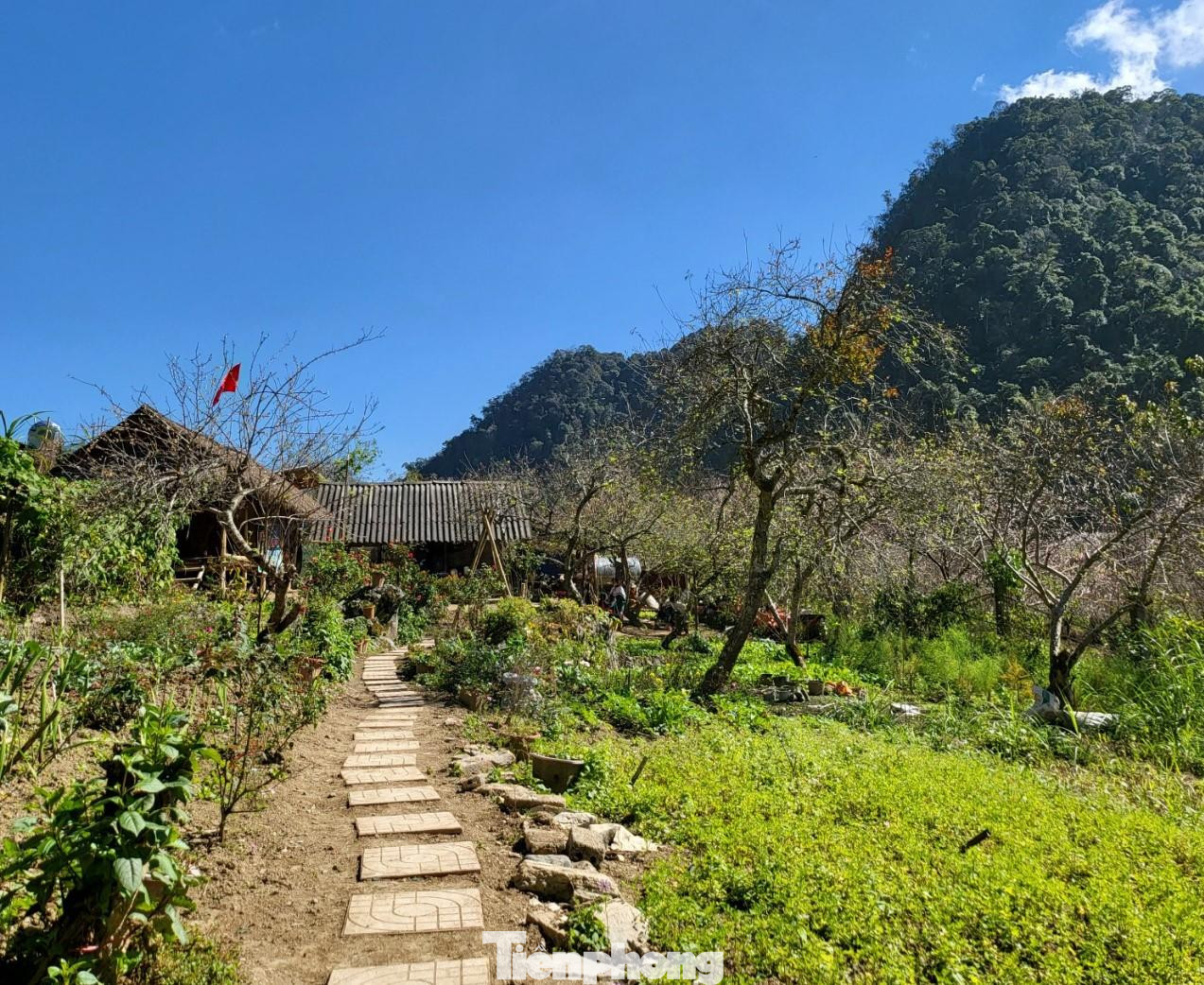 Những ngôi nhà ở Mường Lống luôn nép mình hoặc được bao bọc bởi vườn đào hay vườn mận tam hoa. Cảnh sắc thêm rực rỡ khi Tết đến Xuân về, lúc mận đâm chồi ra lá non, đào bung nở dưới nắng vàng.