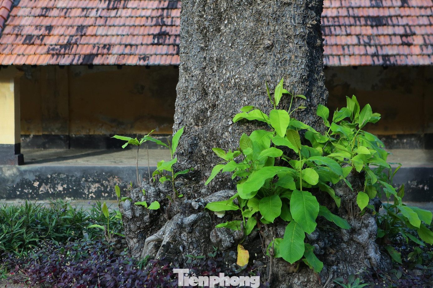 Mùa cây bàng thay lá được những chiến sĩ cách mạng ghi dấu năm tháng trôi qua chốn địa ngục trần gian giữa biển khơi.