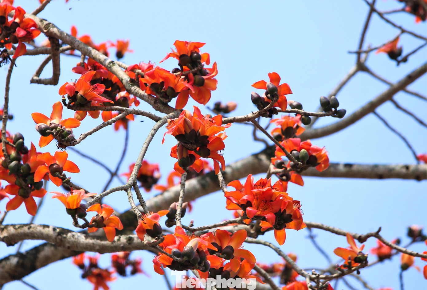 Hoa gạo bung nở, rụng xuống như rải một lớp thảm đỏ dưới gốc, trên mái hiên. Nhiều loại chim, ong bướm cũng bay về hút mật.