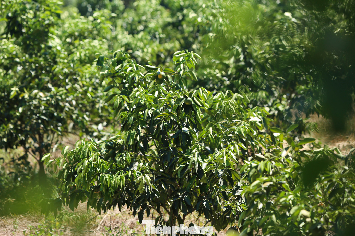 Vùng trồng cam đặc sản Khe Mây (xã Hương Đô, huyện Hương Khê) có hơn 320 ha cam đang queo quắt trong nắng. Người dân cho biết, nắng nóng kéo dài khiến hồ đập khô cạn, thiếu nước tưới khiến cây héo lá.