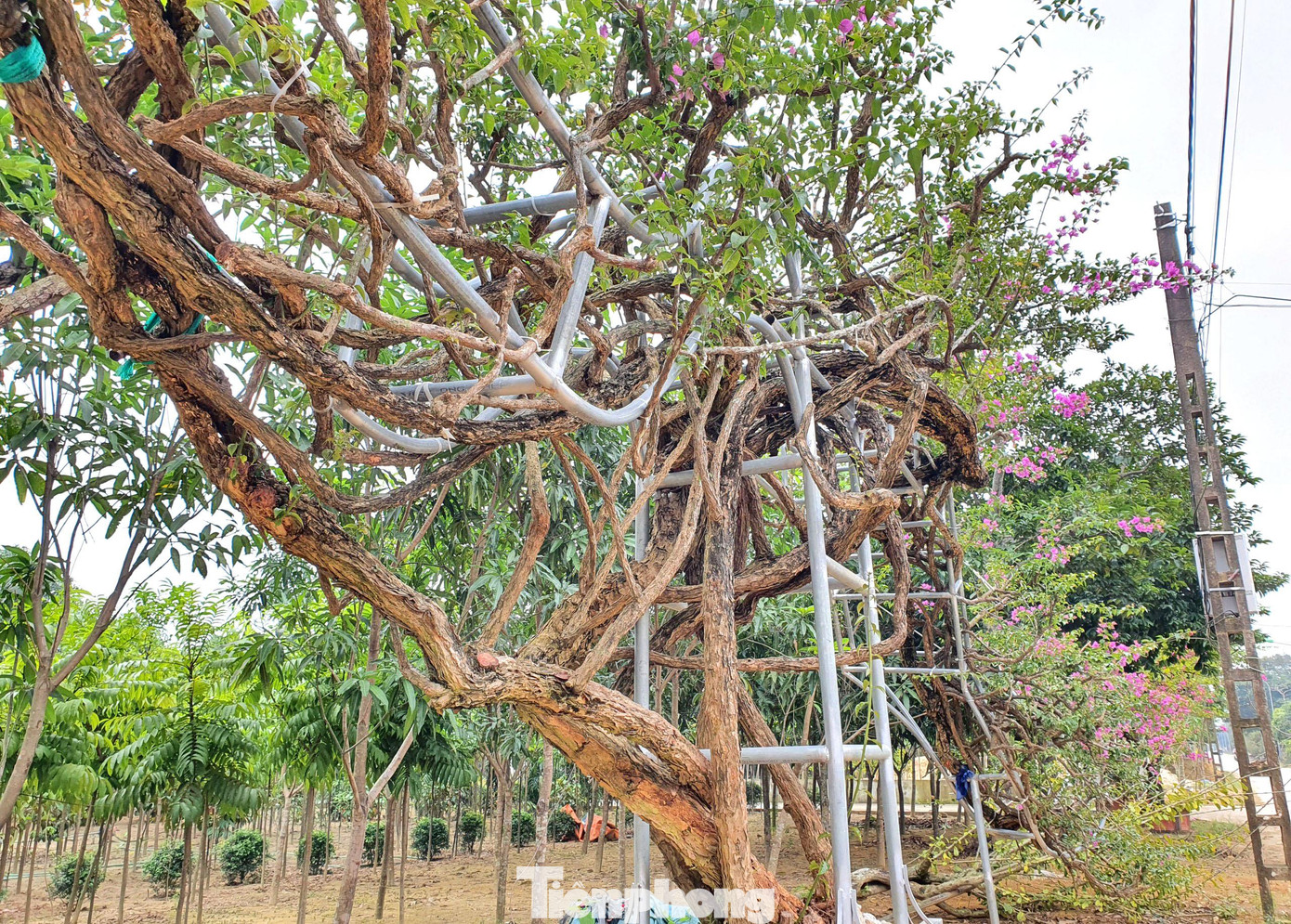 Nhiều cây hoa giấy có tuổi đời hàng chục năm, được chủ vườn hoa tạo hình độc đáo trên các giàn sắt.