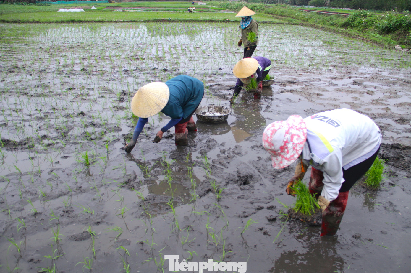 Sau Tết Nguyên đán là lúc nông dân vào vụ lúa Đông Xuân. Người nông dân bắt đầu làm ruộng, cấy lúa.