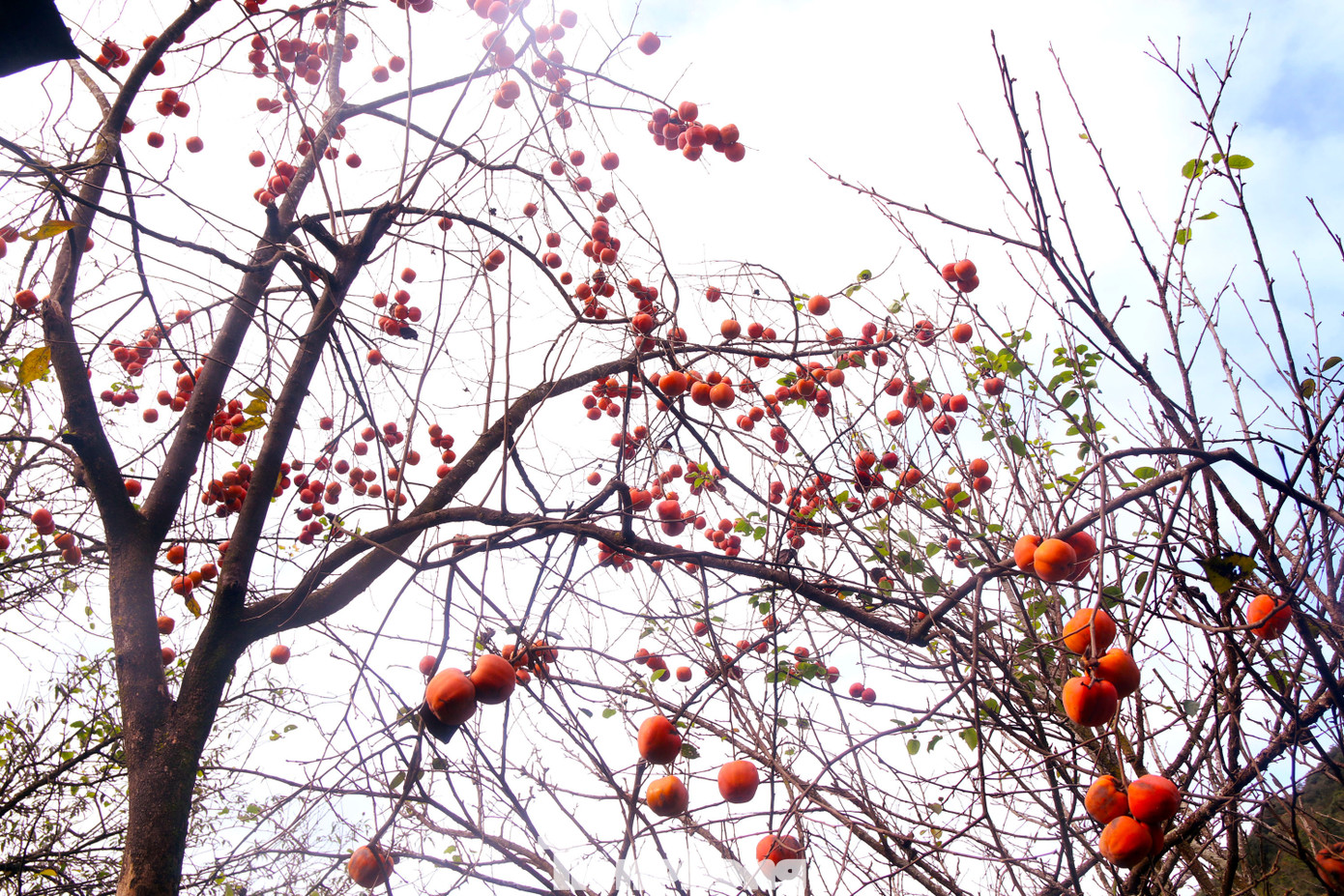 Theo người dân bản Huồi Giảng 1 cho biết, đây là loại hồng có mặt từ lâu đời ở địa phương. Do ít có giá trị kinh tế cao nên người dân chỉ dùng để làm cảnh là chính. Tuy nhiên, khi hồng chín đến độ mềm thì ăn cũng rất ngọt.