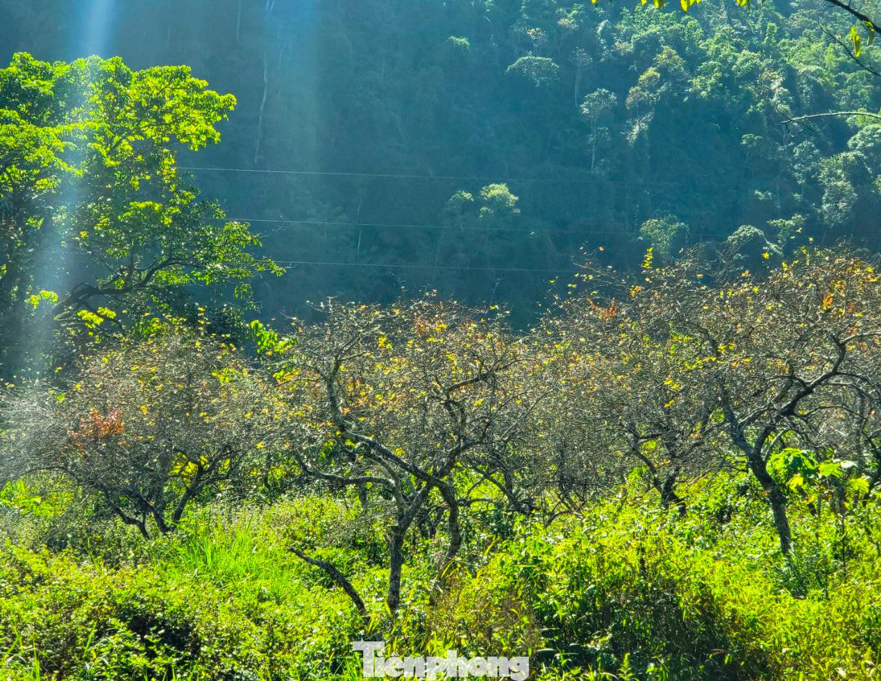 Vườn mận đâm chồi, ra lá non. Nắng cuối Đông hắt xuống tạo nên khung cảnh tuyệt đẹp giữa bốn bề núi non điệp trùng. Du khách, nhiếp ảnh gia đến vườn đào Mường Lống chụp hình, lưu lại những khoảnh khắc đào nở tiễn đông qua, đón xuân về. Rời Mường Lống, khách sẽ mong muốn ngày trở lại. Đến thung lũng yên bình đang mạnh mẽ đổi thay, khỏe khoắn như những mầm chồi của cây đào, cây mận...