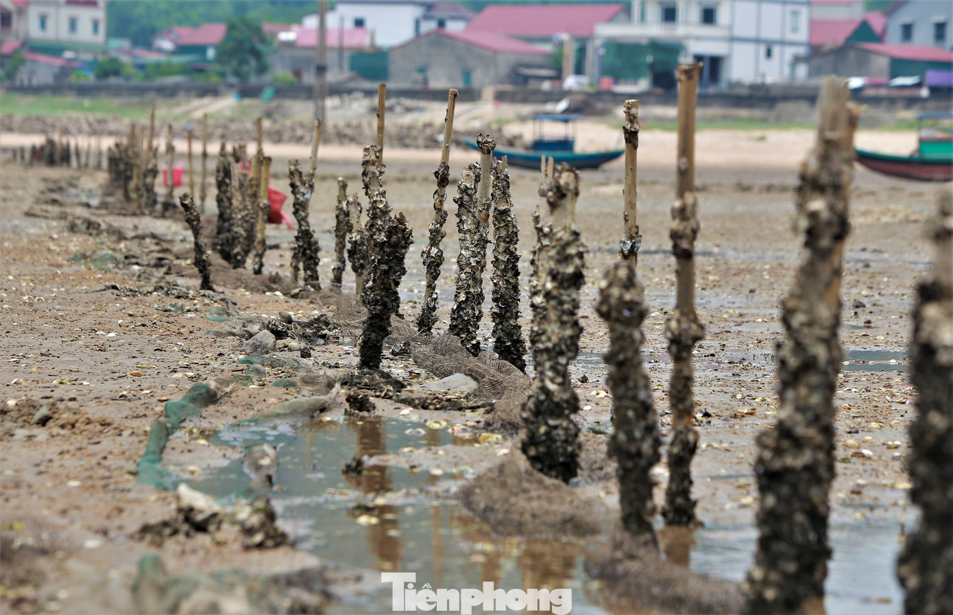 Việc đục hàu cũng phải phù thuộc vào con nước lên, xuống. Cứ sau mỗi lần thu hoạch 3-4 ngày, người dân lại tìm hàu đục.