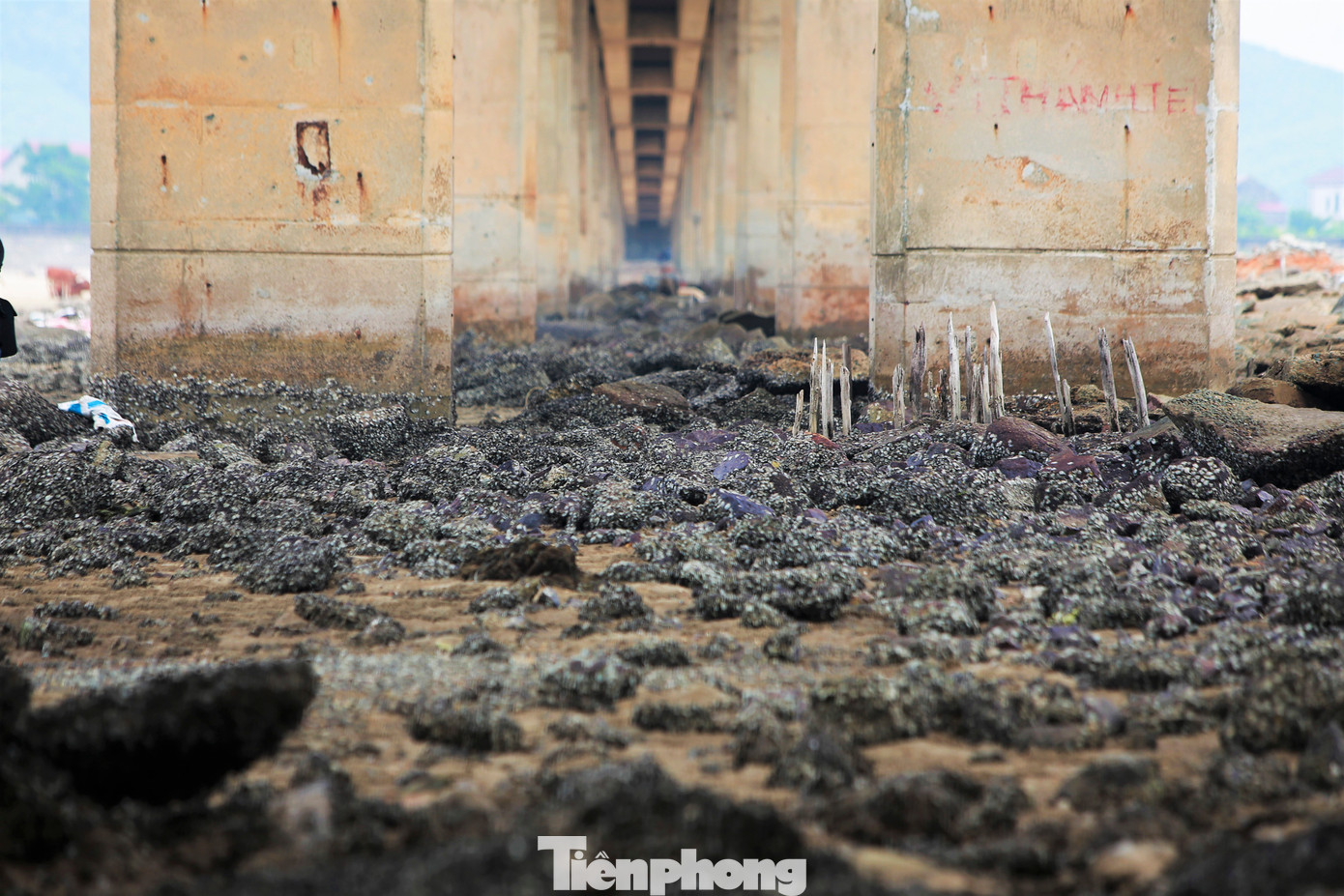 Những bãi đá cùng rác thải ngổn ngang dưới chân cầu, giữa luồng lạch khiến dòng chảy thay đổi, tàu thuyền ngư dân gặp khó khi vào neo đậu.