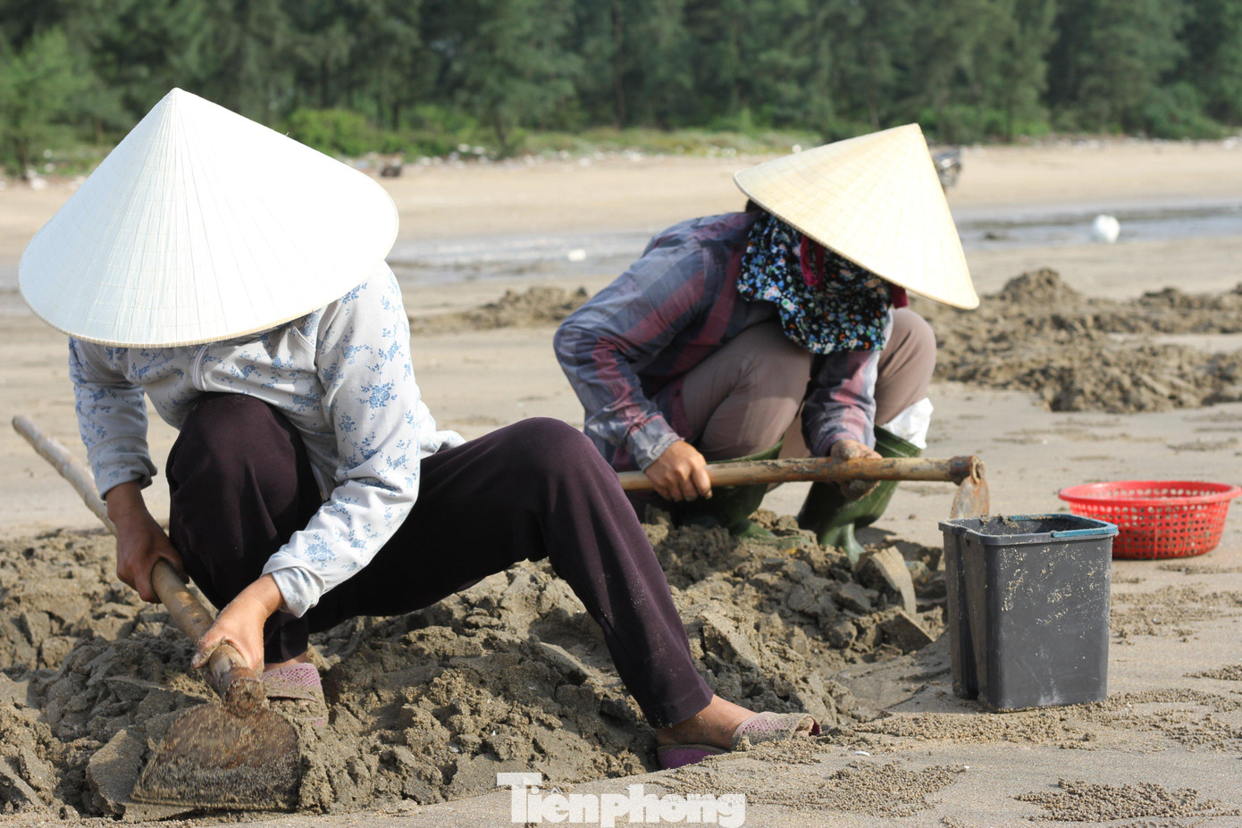 Dụng cụ để cào ngao cũng hết sức đơn giản, chỉ chiếc vét...