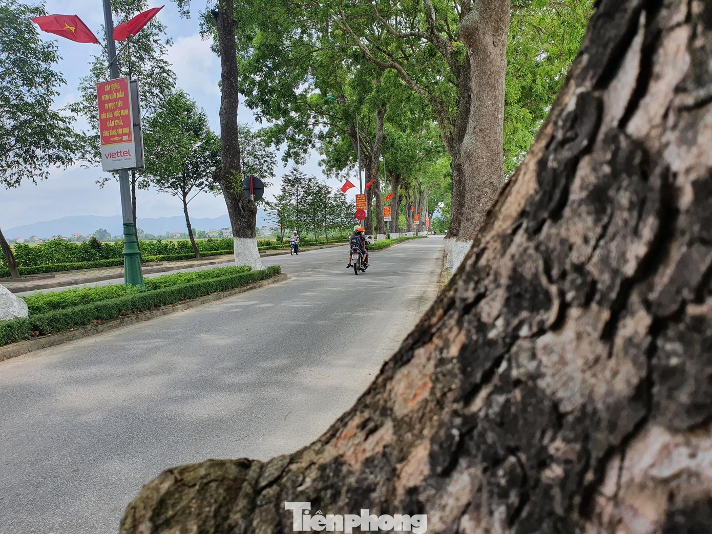 Trải qua gần 60 năm, vượt qua thử thách thời gian và bao biến thiên lịch sử, hàng cây xà cừ trên quê hương Bác vẫn luôn xanh tốt.