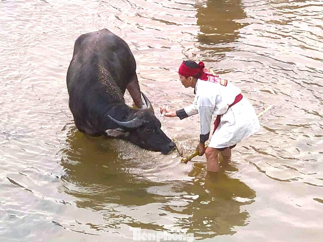 Trước khi làm lễ, trâu được đưa xuống tắm ở bến sông Tà Tạo (bến Quan).