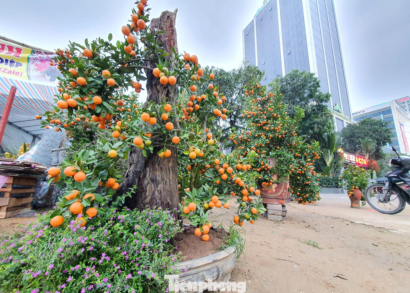 Cây quất được phối cùng những khúc gỗ tạo nên một tác phẩm nghệ thuật phục vụ người chơi cây cảnh tết. Để tạo ra một cây quất ghép gỗ lũa có thế đẹp, nghệ nhân thường mất từ 2 - 5 năm. Trồng cây quất nhỏ cạnh tảng gỗ, rồi uốn nắn theo quá trình phát triển của cây để có được thế đẹp, độc, lạ.