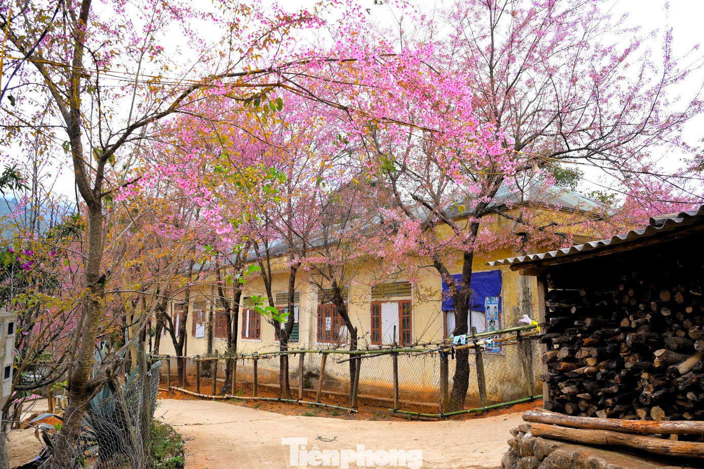 Cách đây hơn 12 năm, khi điểm trường lẻ ở Phà Nọi được thành lập, các giáo viên cắm bản của trường đã vào tận rừng sâu tìm các cây hoa anh đào con để về trồng, tạo cảnh quan trong khuôn viên. Chỉ ít năm sau khi trồng, những cây hoa anh đào tươi tốt và cho ra những bông hoa tươi đẹp.