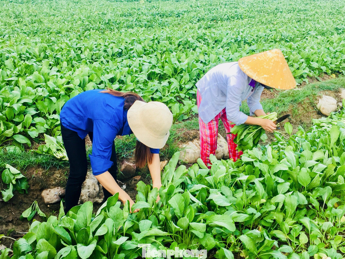 Ngày 3/9, anh Nguyễn Đức Lộc - Bí thư Huyện đoàn Nghi Lộc (Nghệ An) cho biết, chỉ trong một buổi sáng, đoàn viên thanh niên tình nguyện đã hỗ trợ người dân thu hoạch "giải cứu" hơn 20 tấn rau xanh. Ngày 3/9, anh Nguyễn Đức Lộc - Bí thư Huyện đoàn Nghi Lộc (Nghệ An) cho biết, chỉ trong một buổi sáng, đoàn viên thanh niên tình nguyện đã hỗ trợ người dân thu hoạch "giải cứu" hơn 20 tấn rau xanh.