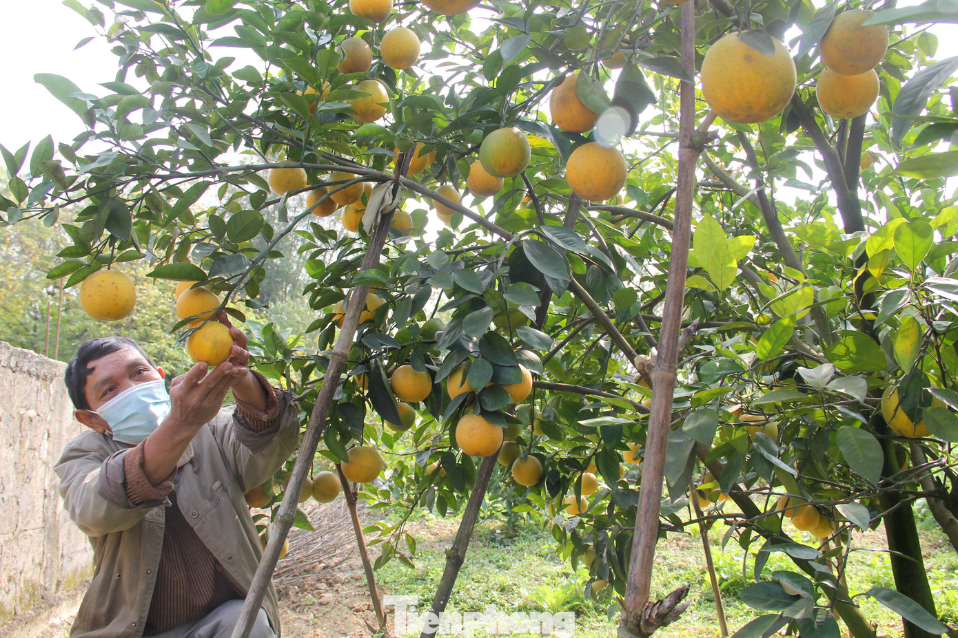 “Nếu khách mua số lượng nhiều, không chọn kỹ lưỡng thì có giá 80.000 đồng. Riêng đối với những khách hàng cần chọn những quả cam ngon trên từng cây gì phải 100.000 đồng mỗi quả”, ông Nguyễn Trọng Long (trú xã Nghi Diên) cho biết. “Nếu khách mua số lượng nhiều, không chọn kỹ lưỡng thì có giá 80.000 đồng. Riêng đối với những khách hàng cần chọn những quả cam ngon trên từng cây gì phải 100.000 đồng mỗi quả”, ông Nguyễn Trọng Long (trú xã Nghi Diên) cho biết.