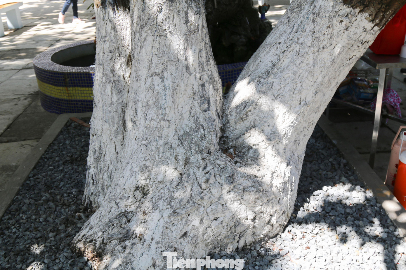 Quá trình phát triển cho đến nay, cây mù u ở đảo Sinh Tồn đã gần 100 tuổi, 3 cây còn lại đã gần 300 tuổi.