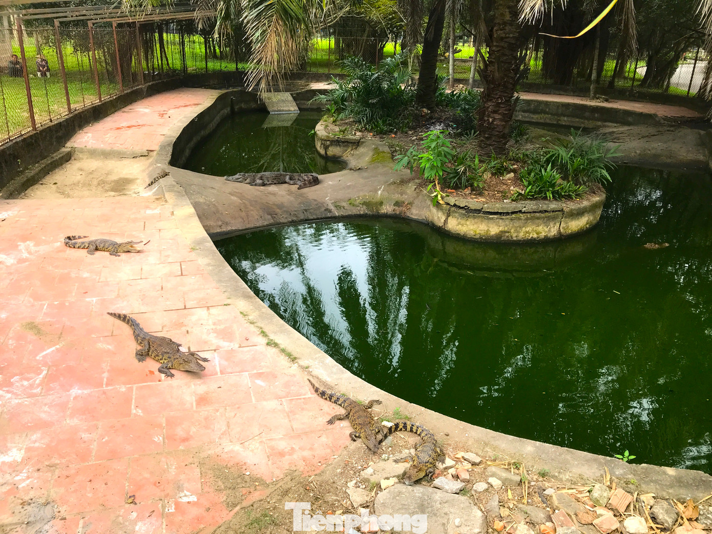 Nhiều năm trước, Công viên trung tâm TP. Vinh từng nuôi hàng chục loài động vật để phục vụ du khách tham quan. Nhưng nay chỉ còn lại duy nhất một đàn cá sấu hơn 10 con đang được nuôi cầm chừng trong khuôn viên công viên này. Nhiều năm trước, Công viên trung tâm TP. Vinh từng nuôi hàng chục loài động vật để phục vụ du khách tham quan. Nhưng nay chỉ còn lại duy nhất một đàn cá sấu hơn 10 con đang được nuôi cầm chừng trong khuôn viên công viên này.