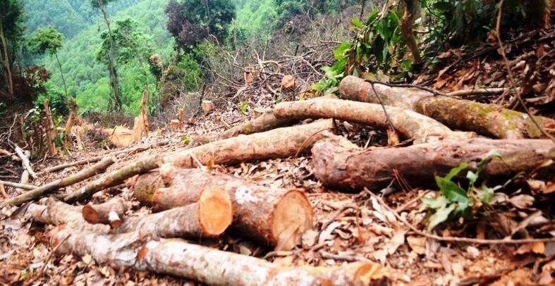 Số gỗ bị chặt hạ ngổn ngang bên sườn núi. Số gỗ bị chặt hạ ngổn ngang bên sườn núi.