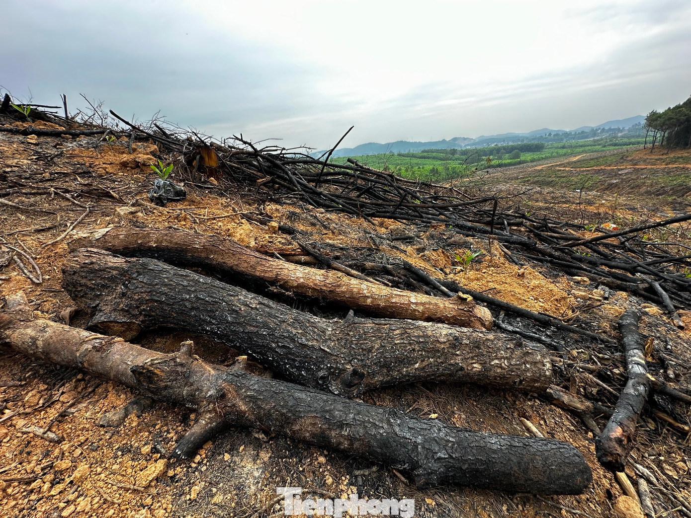 Nhiều gốc và cành cây bị đốt cháy nham nhở tại hiện trường. Nhiều gốc và cành cây bị đốt cháy nham nhở tại hiện trường.