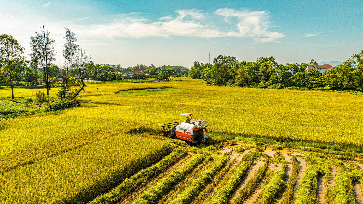 Những bông lúa trĩu nặng là thành quả của bao tháng ngày vất vả ruộng đồng.