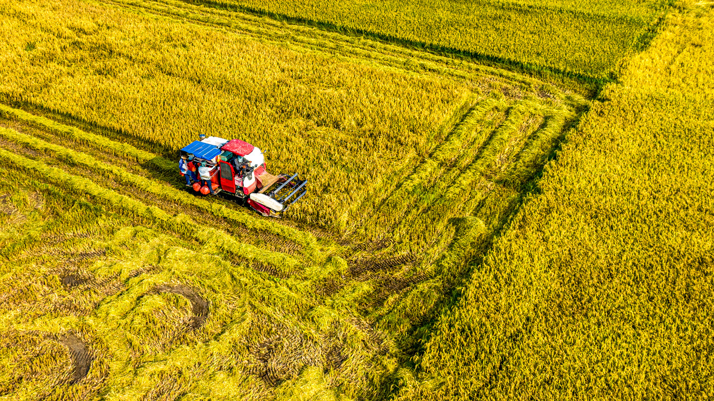 Phía dưới, những chiếc máy gặt đập liên tục thu hoạch lúa cho người dân.