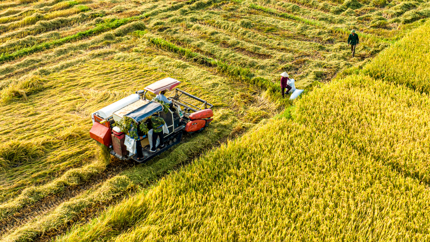 Phía dưới, những chiếc máy gặt đập liên tục thu hoạch lúa cho người dân.