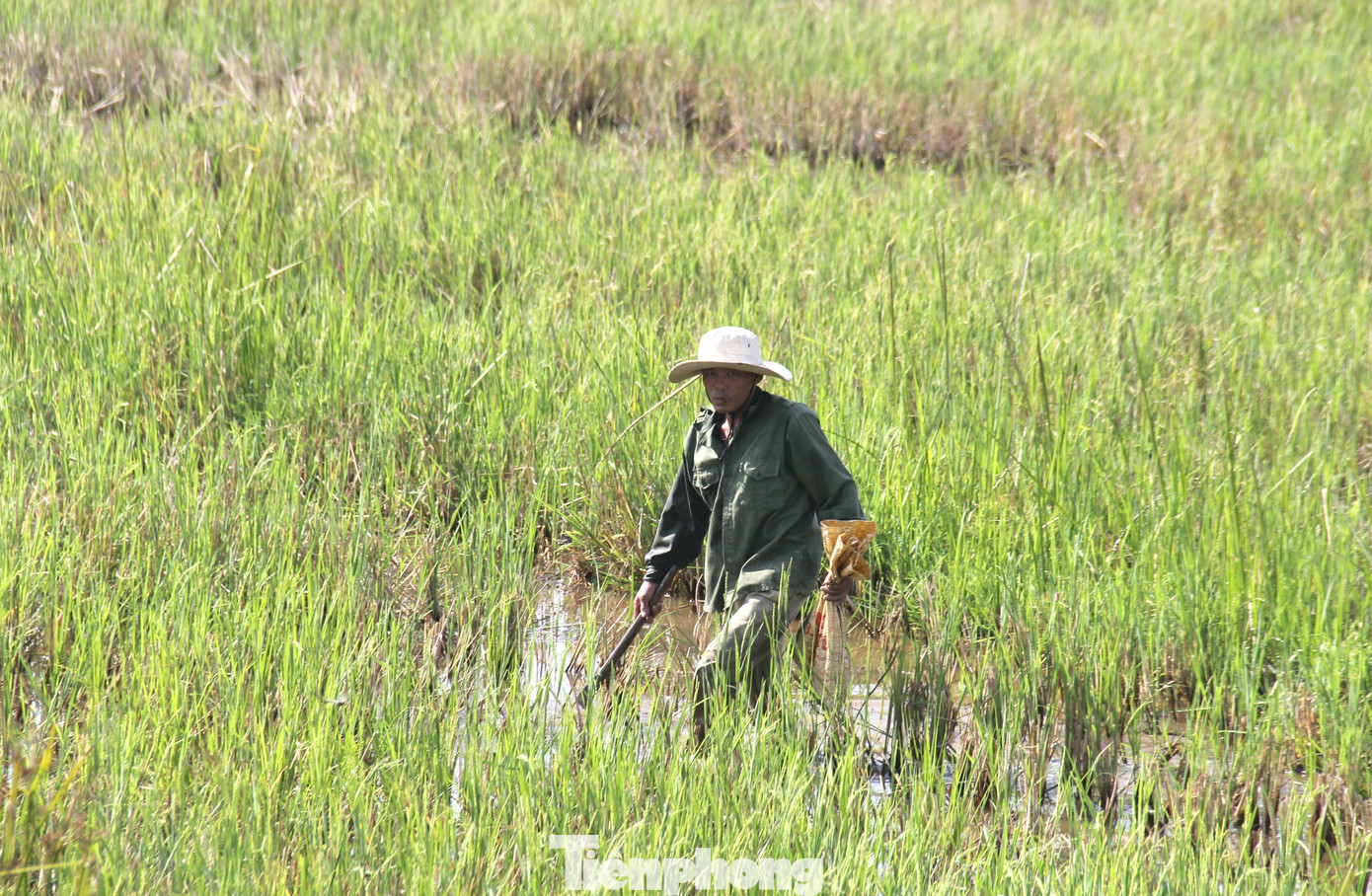 Chị Mai cho biết, bắt cua đồng là nghề phụ, nhưng lại là nghề cho gia đình chị thu nhập ổn định trong khoảng thời gian này. Vợ chồng chị cùng cô con gái 15 tuổi vẫn thường chạy xe máy đi bắt cua từ lúc trời chưa sáng, khi về thì đường đã lên đèn.
