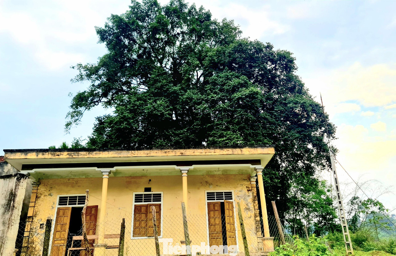 Cây thị trong khuôn viên nhà văn hóa cộng đồng bản Nật Trên cao khoảng 25m, tán lá xòe rộng hàng chục mét, gốc cây phải cần tới hơn 10 người ôm mới xuể. Cây thị trong khuôn viên nhà văn hóa cộng đồng bản Nật Trên cao khoảng 25m, tán lá xòe rộng hàng chục mét, gốc cây phải cần tới hơn 10 người ôm mới xuể.