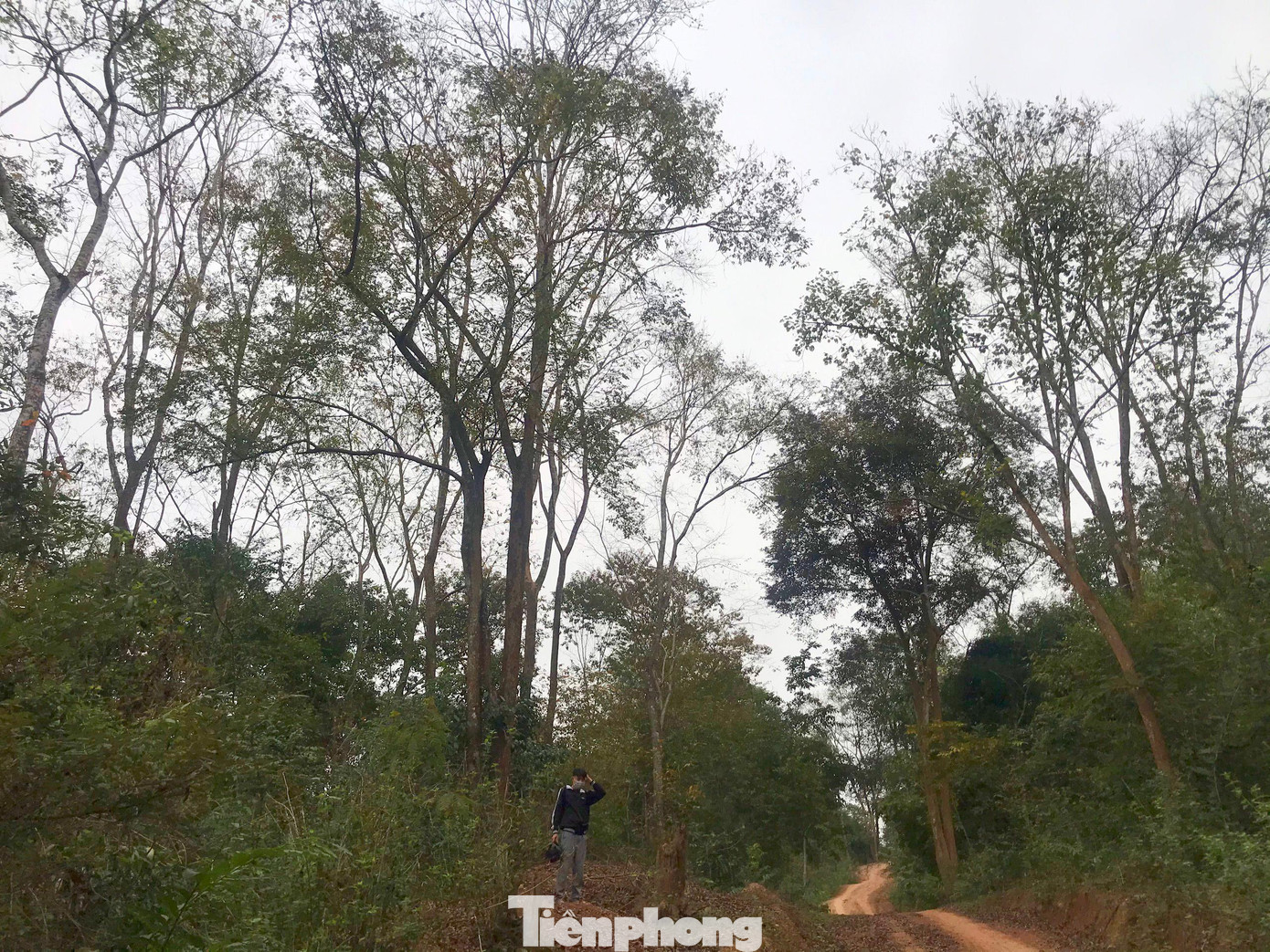 Dọc lối mòn người dân thường đi rừng, những cây đinh hương vẫn sừng sững hai bên, xen lẫn là những cây đinh hương loại “cháu, chắt” to chừng bắp chân.