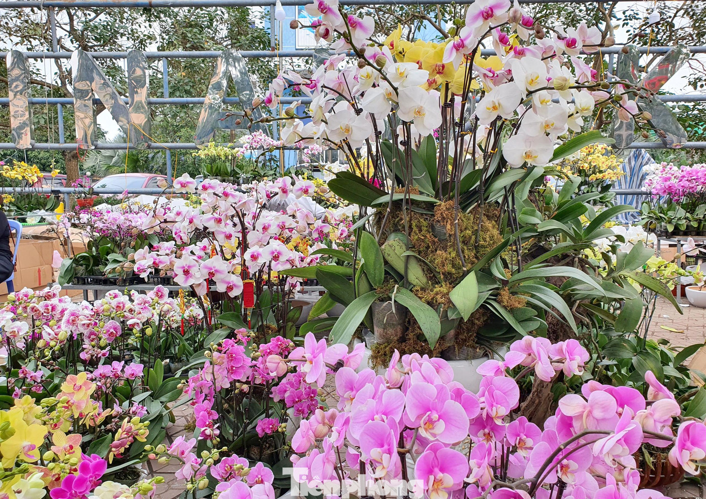 Những chậu lan hồ điệp mang vẻ đẹp sang trọng, được các nhà vườn vận chuyển từ Đà Lạt ra Nghệ An để phục vụ thị trường Tết Nguyên đán.