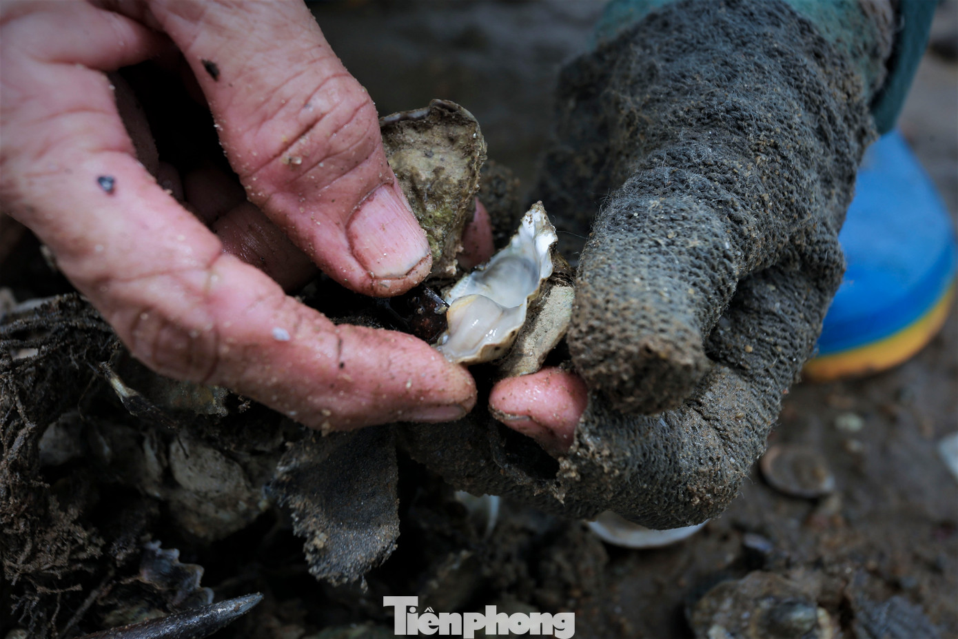 Bà Nguyễn Thị Lân (64 tuổi, trú xã Cẩm Lĩnh, huyện Cẩm Xuyên), cho biết: "Mỗi ngày tôi có thể đục được 1-2 kg ruột hàu. Hàu sẽ được bán với giá 70.000-90.000 đồng".