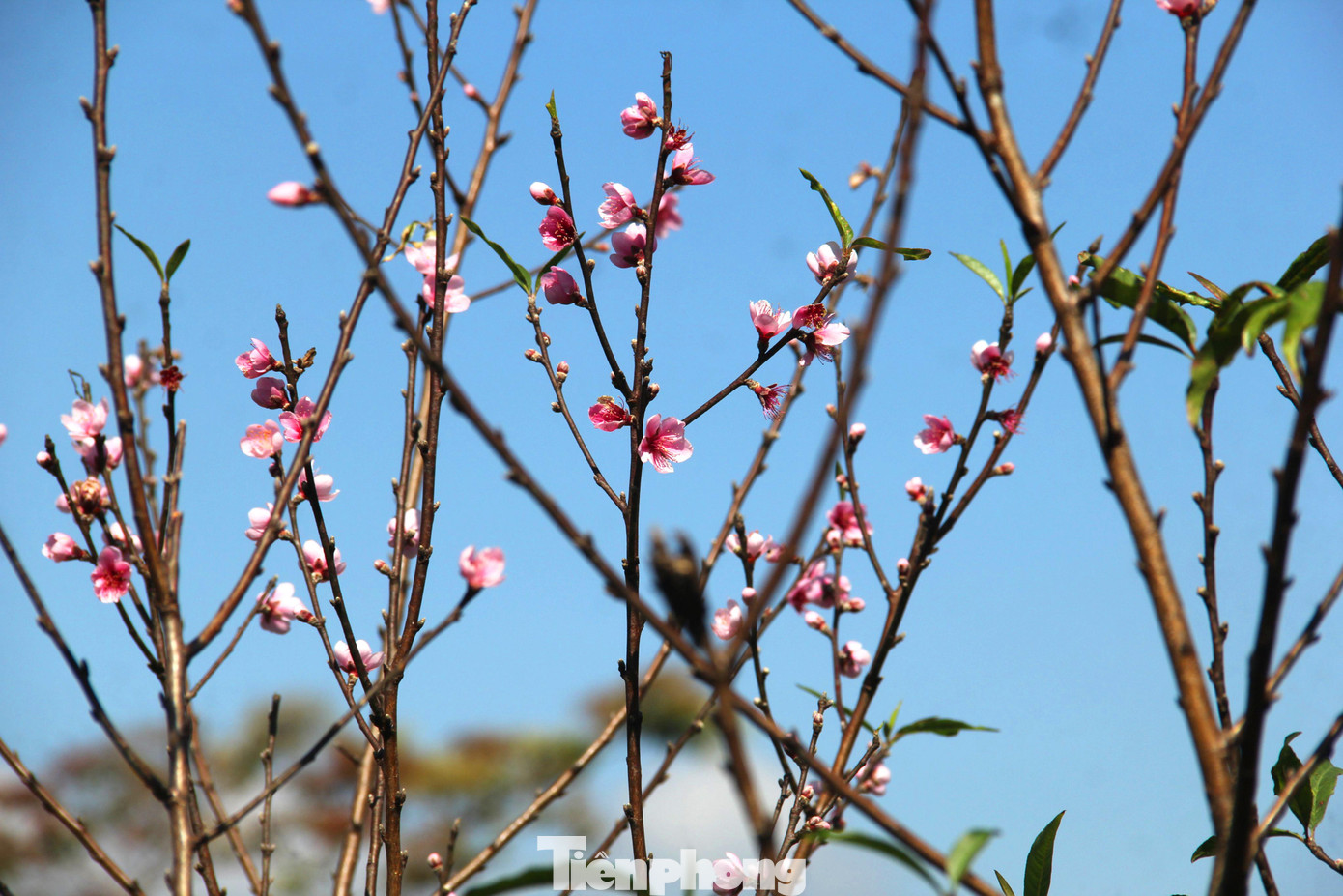 Nắng ấm khiến một số cây đào bắt đầu bung nở sớm. Nắng ấm khiến một số cây đào bắt đầu bung nở sớm.